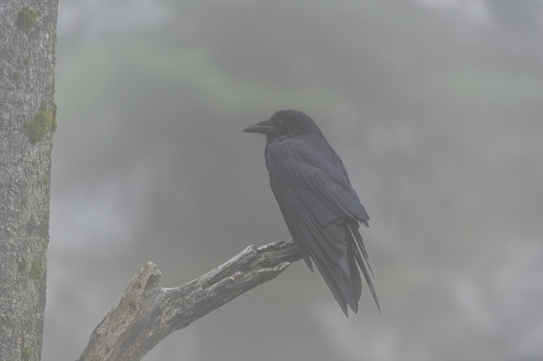 Image of Northern Raven