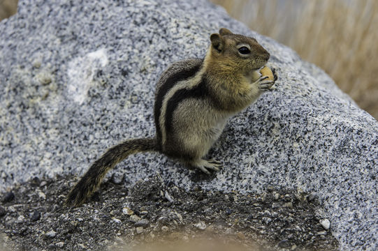 Image of golden-mantled ground squirrel