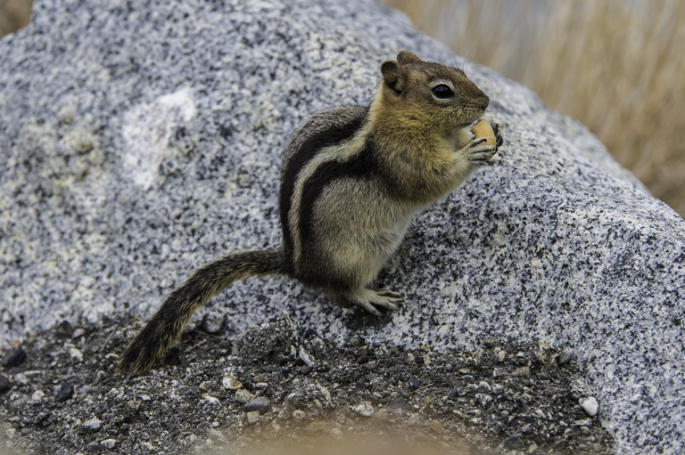 Callospermophilus lateralis (Say 1823) resmi