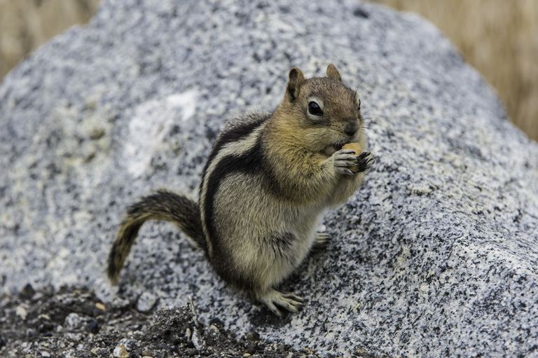 Image of golden-mantled ground squirrel