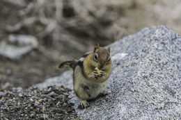 Image of golden-mantled ground squirrel