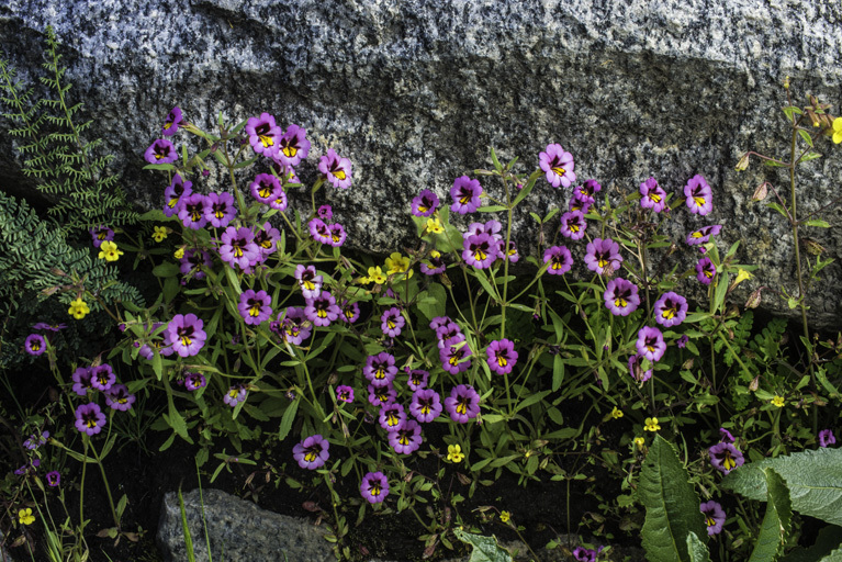 Plancia ëd <i>Mimulus filicaulis</i>