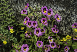 Image of <i>Mimulus filicaulis</i>