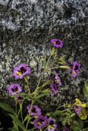 Plancia ëd <i>Mimulus filicaulis</i>