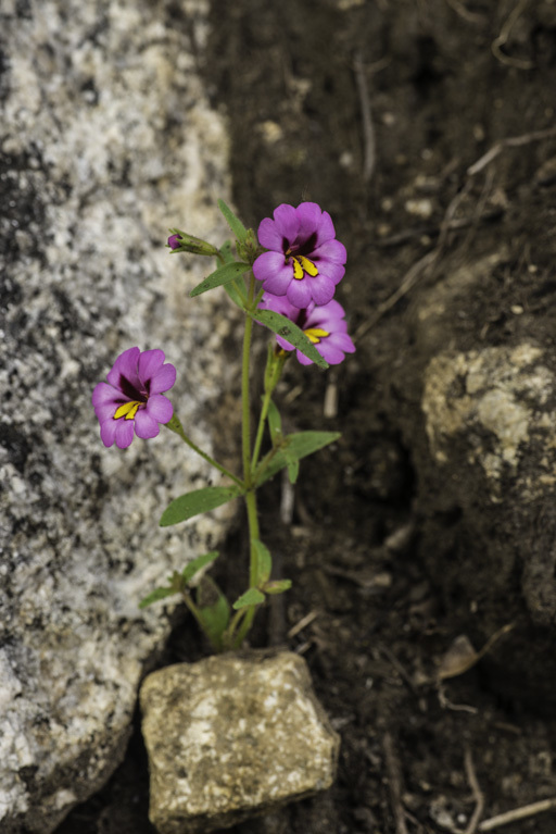 Image of <i>Mimulus filicaulis</i>