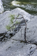 Image of Jeffrey Pine