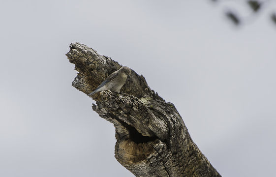 Image of Mountain Bluebird