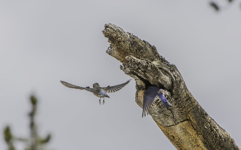 Image of Mountain Bluebird