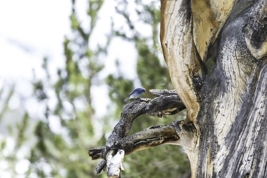 Image of Mountain Bluebird