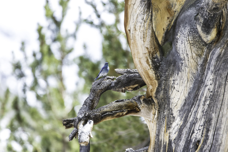 Image of Mountain Bluebird