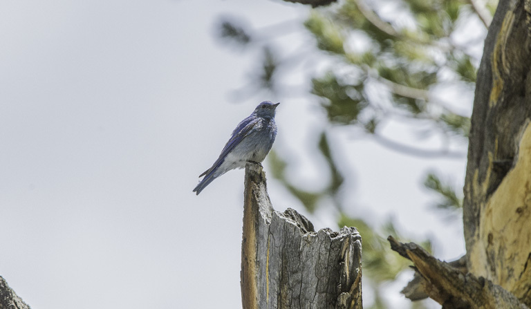 Image of Mountain Bluebird