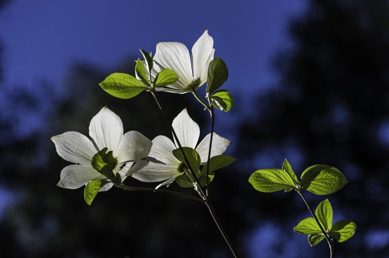 Image of Pacific dogwood