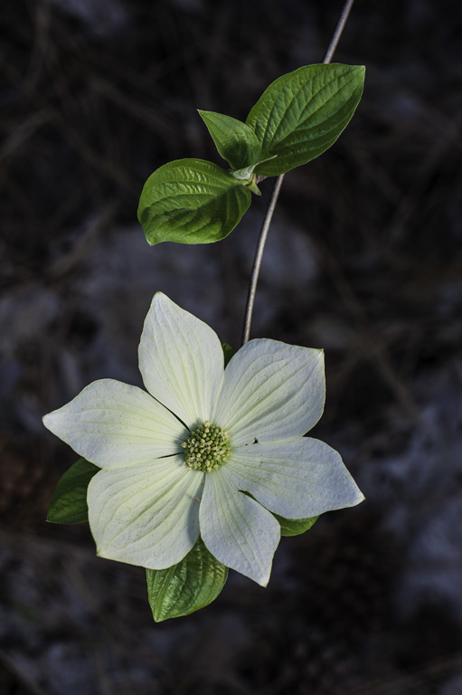 Image of Pacific dogwood