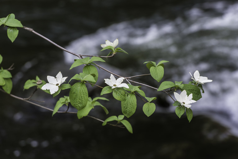 Image of Pacific dogwood