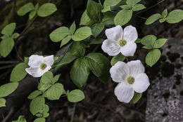 Image of Pacific dogwood