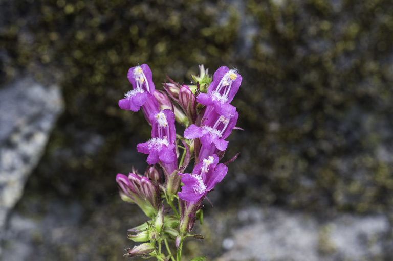 Слика од Penstemon newberryi Gray