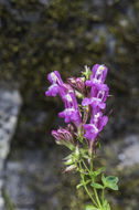 Слика од Penstemon newberryi Gray