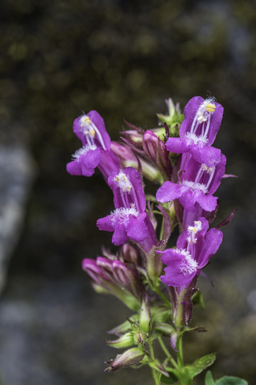 Слика од Penstemon newberryi Gray