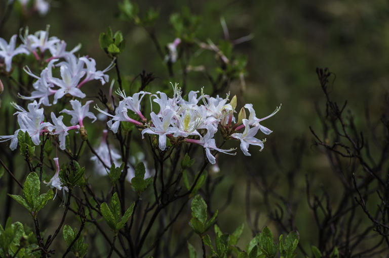 صورة Rhododendron occidentale (Torr. & Gray) A. Gray