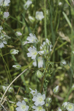 Image of white meadowfoam