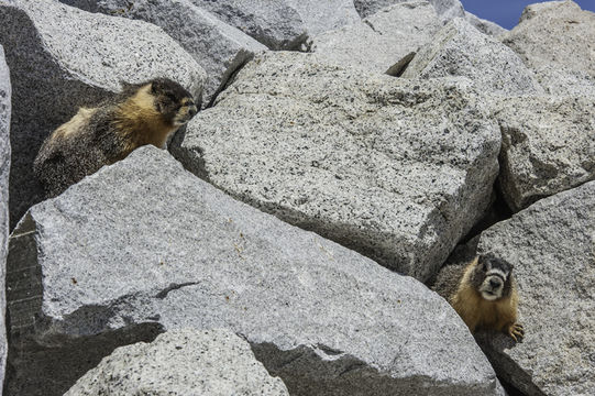 Image of Yellow-bellied Marmot