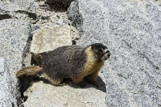 Image of Yellow-bellied Marmot