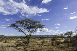 Image of acacia