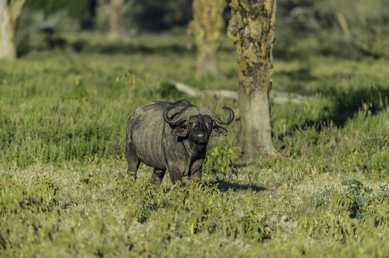 Image de buffle d'Afrique