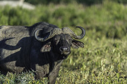 Image de buffle d'Afrique