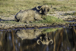 Image de buffle d'Afrique