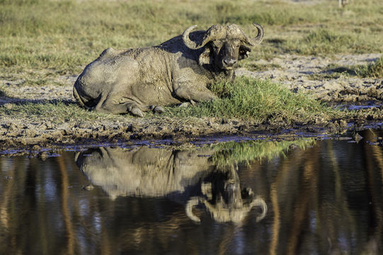 Image of African Buffalo