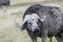 Image de buffle d'Afrique