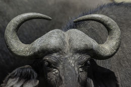 Image of African Buffalo