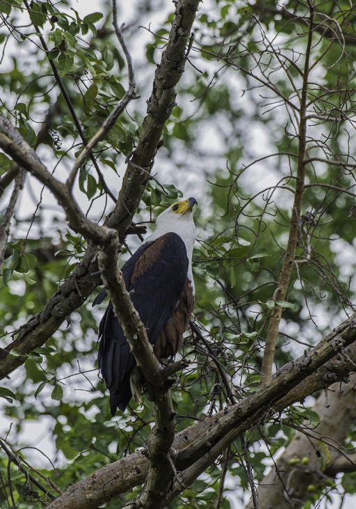 Image of African Fish Eagle