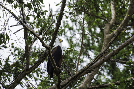 Image of African Fish Eagle