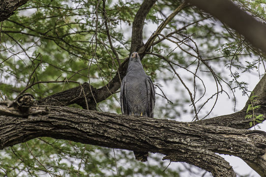 Image of African Harrier-Hawk