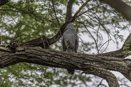 Image of African Harrier-Hawk