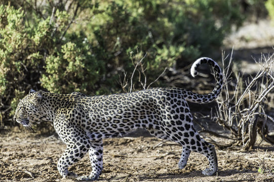 Imagem de Leopardo-africano