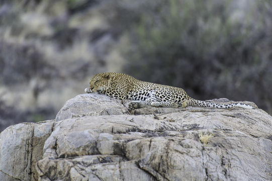 Imagem de Leopardo-africano