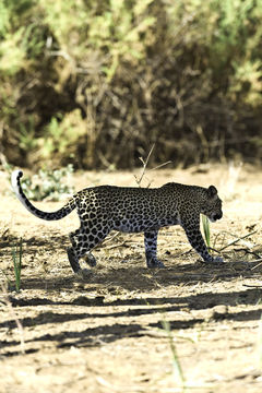 Imagem de Leopardo-africano