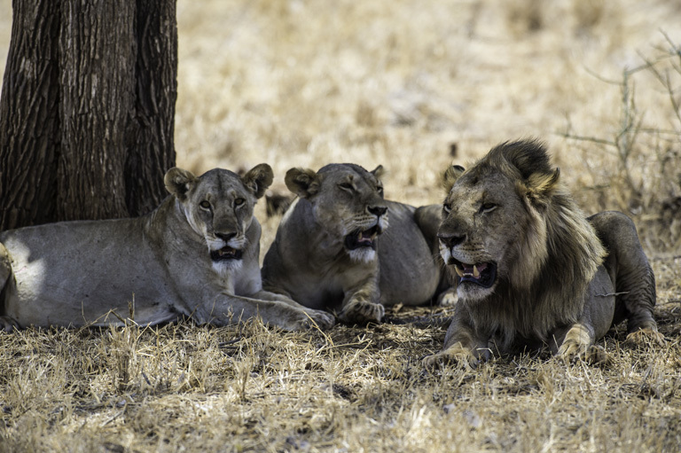 Image of African Lion