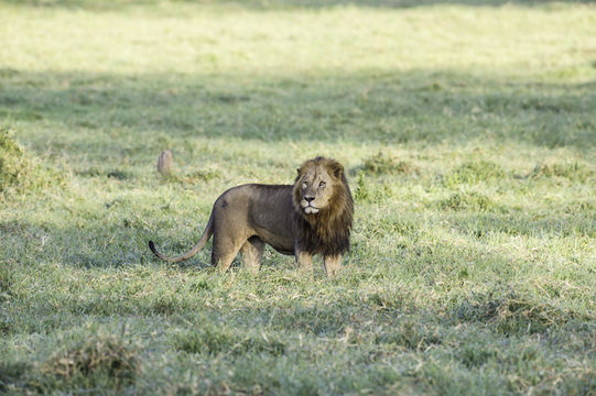 Image of African Lion