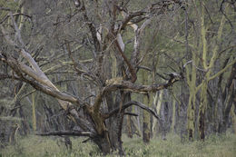 Image of African Lion