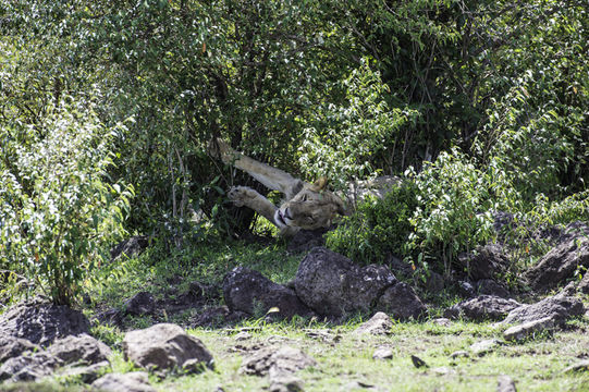 Image of African Lion