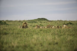 Image of African Lion