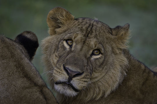 Image of African Lion