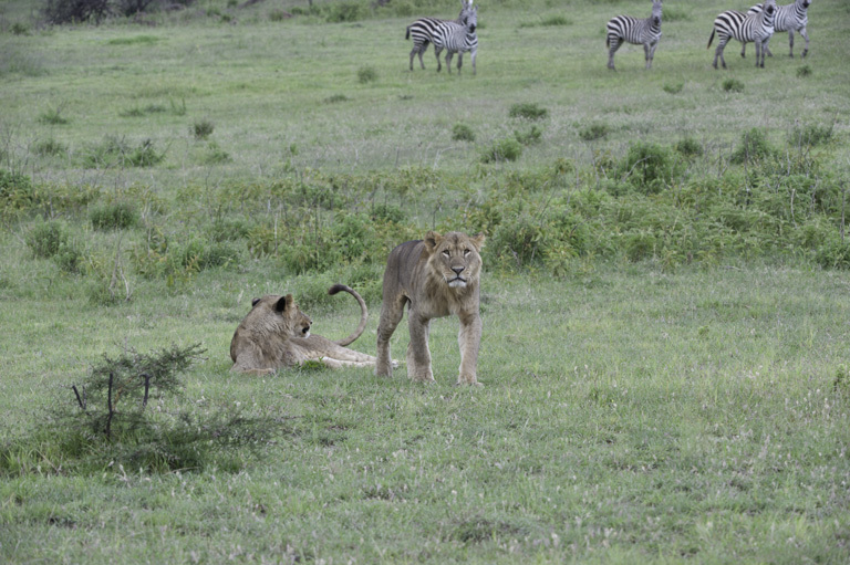 Image of African Lion