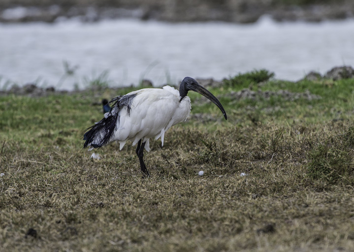 Image of African Sacred Ibis