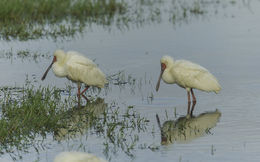 Image of African Spoonbill