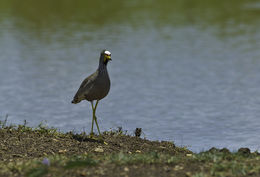 Image of African Wattled Lapwing